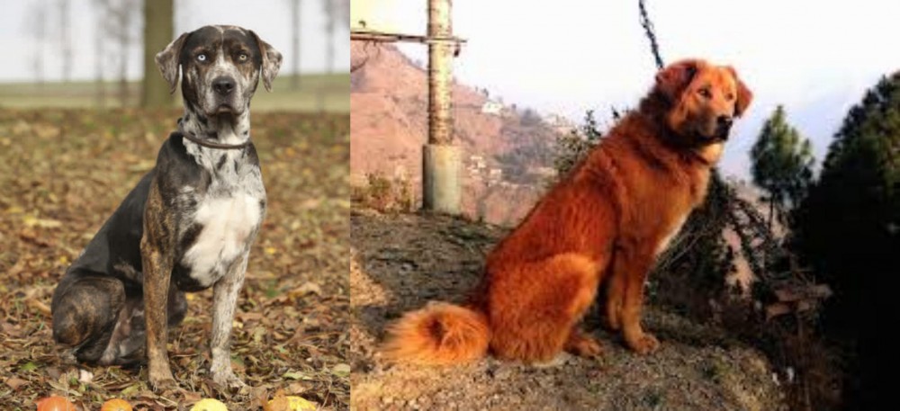 Himalayan Sheepdog vs Catahoula Leopard - Breed Comparison