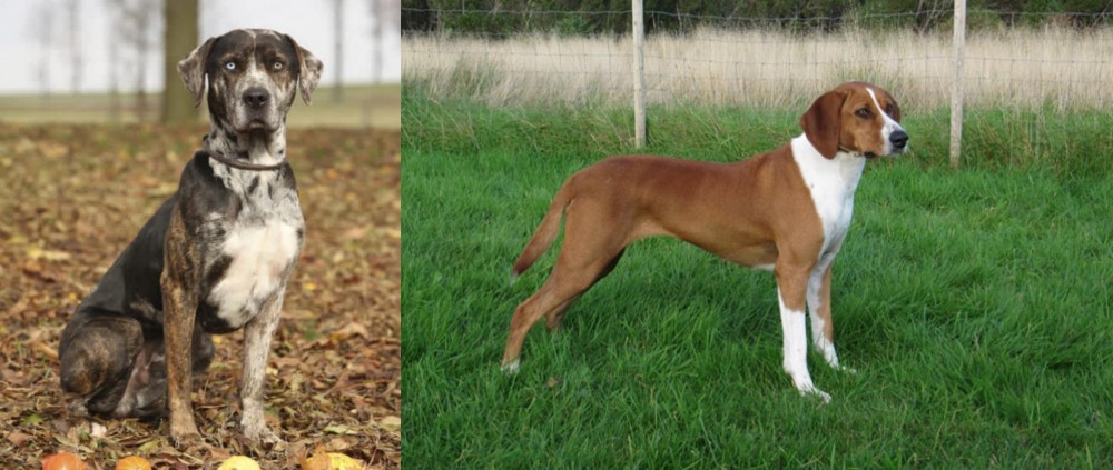 Hygenhund vs Catahoula Leopard - Breed Comparison