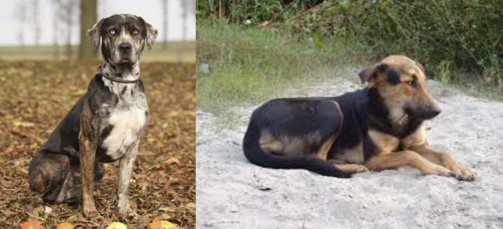 Indian Pariah Dog vs Catahoula Leopard - Breed Comparison
