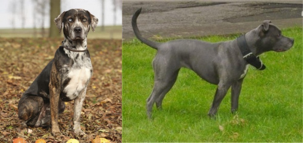 Irish Bull Terrier vs Catahoula Leopard - Breed Comparison