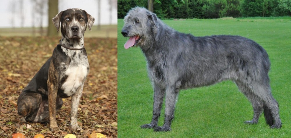 Irish Wolfhound vs Catahoula Leopard - Breed Comparison