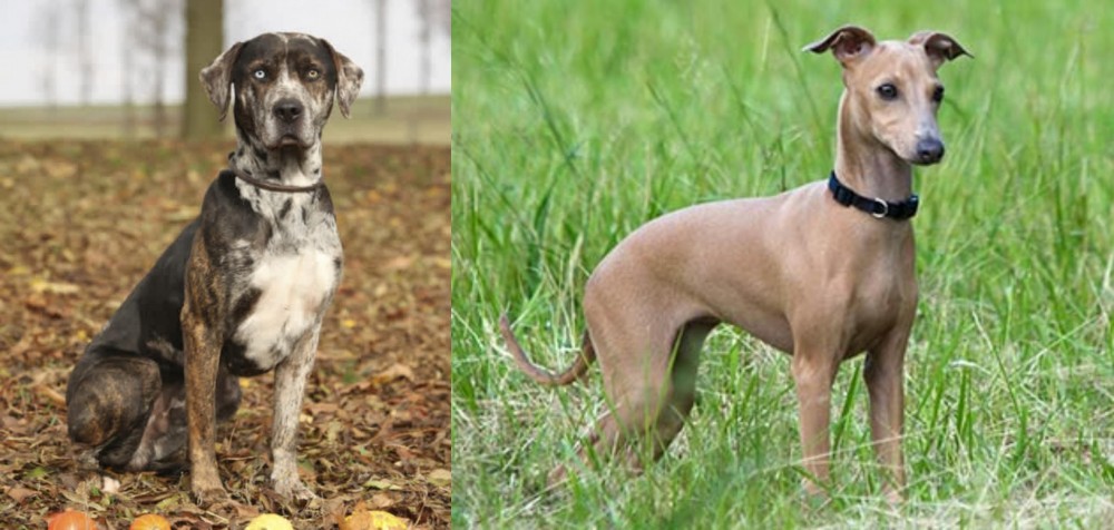 Italian Greyhound vs Catahoula Leopard - Breed Comparison