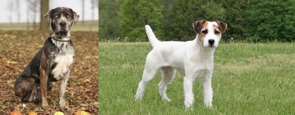 Jack Russell Terrier vs Catahoula Leopard - Breed Comparison