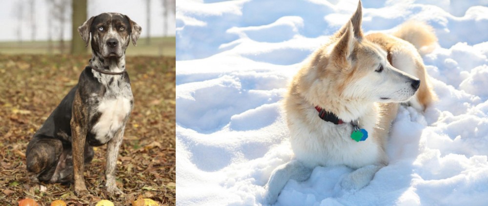 Labrador Husky vs Catahoula Leopard - Breed Comparison