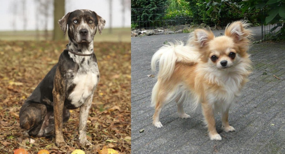 Long Haired Chihuahua vs Catahoula Leopard - Breed Comparison