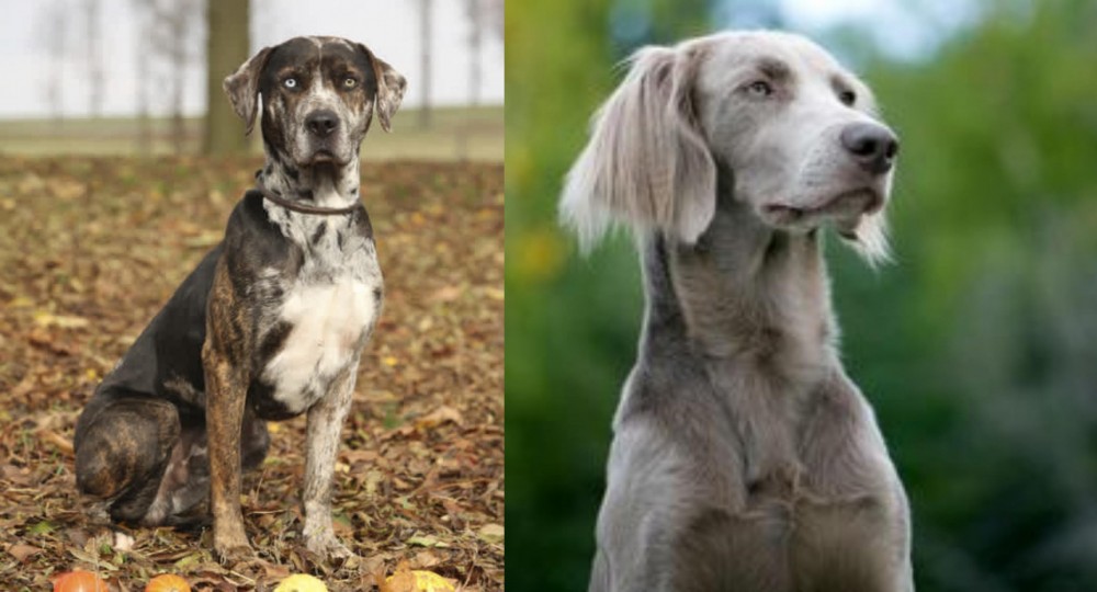 Longhaired Weimaraner vs Catahoula Leopard - Breed Comparison