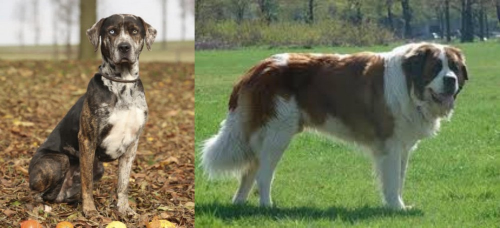 Moscow Watchdog vs Catahoula Leopard - Breed Comparison