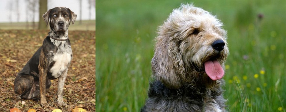 Otterhound vs Catahoula Leopard - Breed Comparison