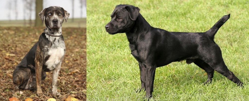 Patterdale Terrier vs Catahoula Leopard - Breed Comparison