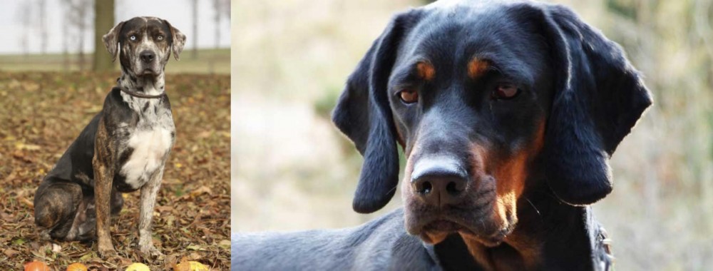 Polish Hunting Dog vs Catahoula Leopard - Breed Comparison