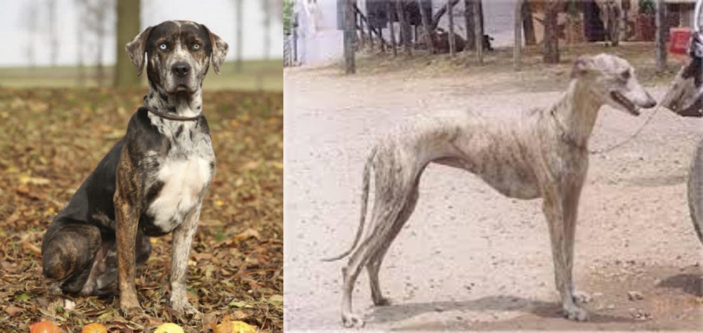 Rampur Greyhound vs Catahoula Leopard - Breed Comparison