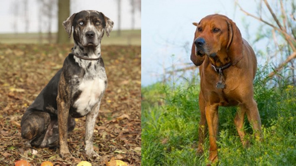 Redbone Coonhound vs Catahoula Leopard - Breed Comparison