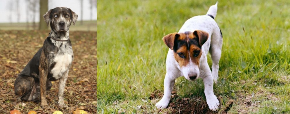 Russell Terrier vs Catahoula Leopard - Breed Comparison