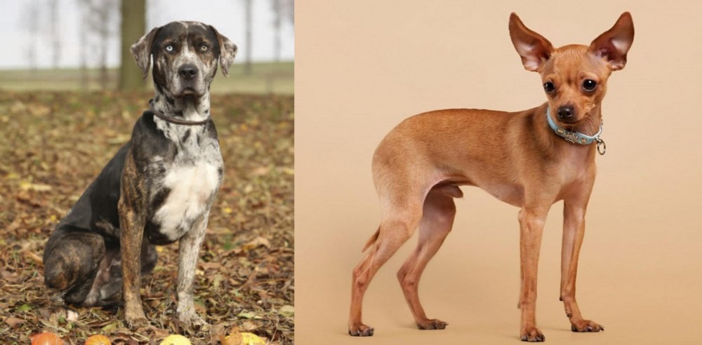 Russian Toy Terrier vs Catahoula Leopard - Breed Comparison
