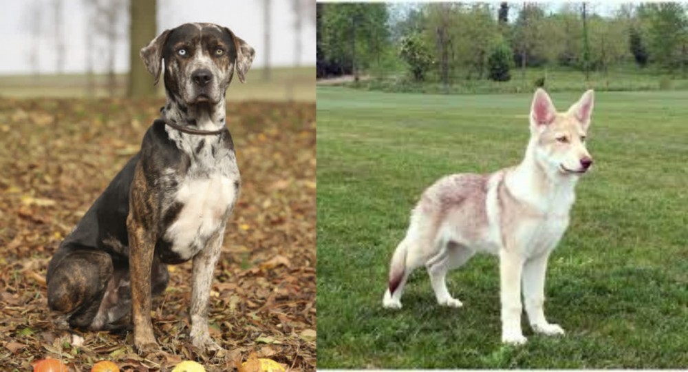 Saarlooswolfhond vs Catahoula Leopard - Breed Comparison