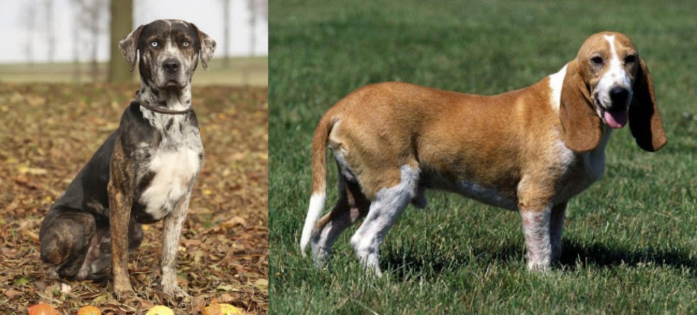 Schweizer Niederlaufhund vs Catahoula Leopard - Breed Comparison
