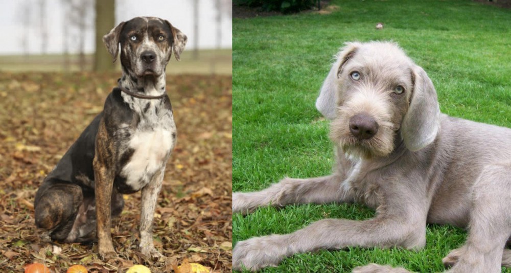 Slovakian Rough Haired Pointer vs Catahoula Leopard - Breed Comparison