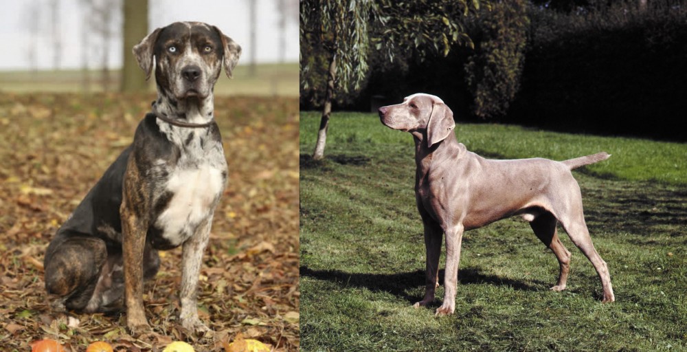 Smooth Haired Weimaraner vs Catahoula Leopard - Breed Comparison