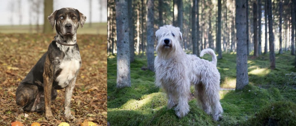 Soft-Coated Wheaten Terrier vs Catahoula Leopard - Breed Comparison