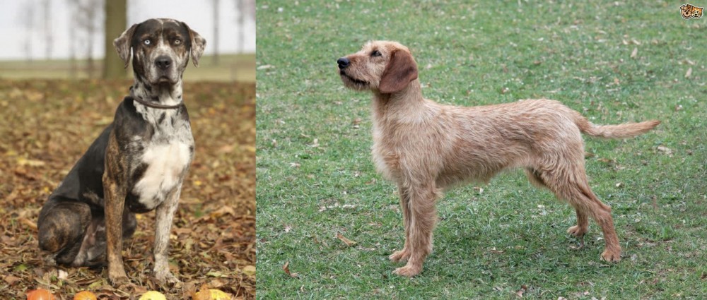 Styrian Coarse Haired Hound vs Catahoula Leopard - Breed Comparison