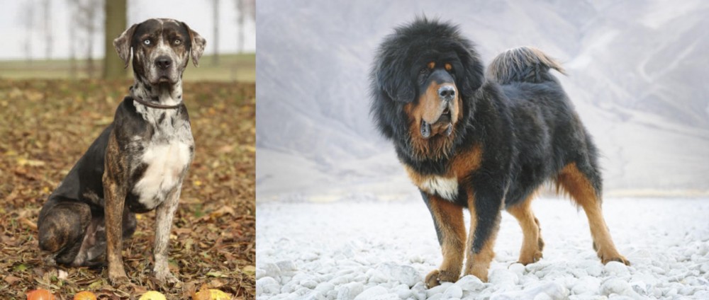 Tibetan Mastiff vs Catahoula Leopard - Breed Comparison