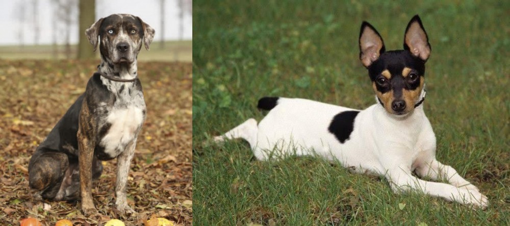Toy Fox Terrier vs Catahoula Leopard - Breed Comparison