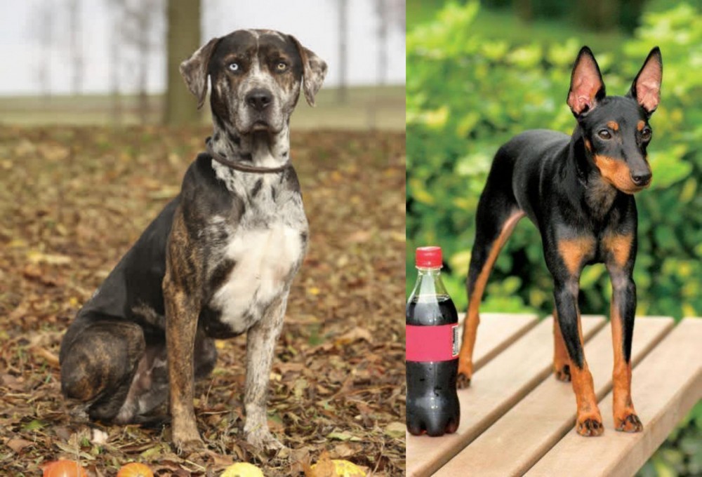 Toy Manchester Terrier vs Catahoula Leopard - Breed Comparison
