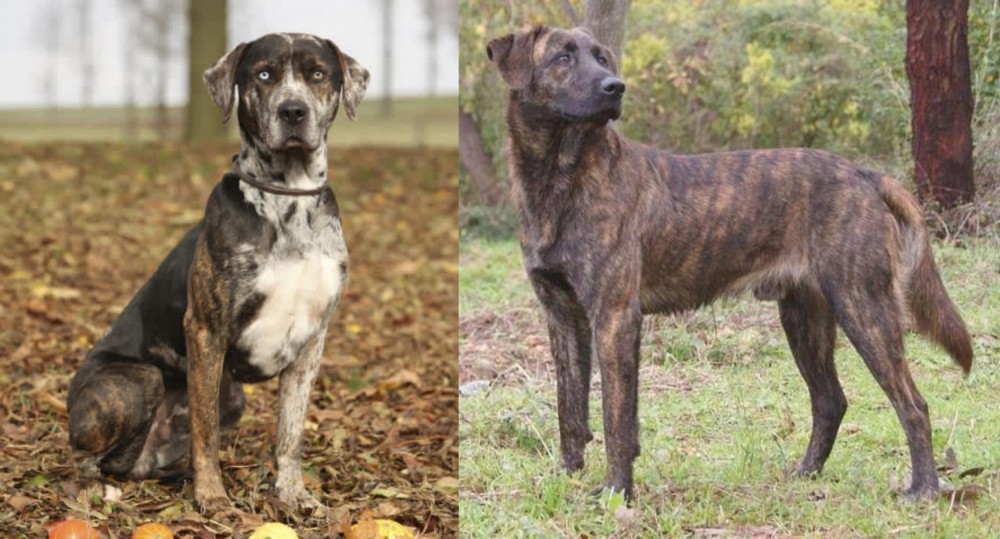 Treeing Tennessee Brindle vs Catahoula Leopard - Breed Comparison