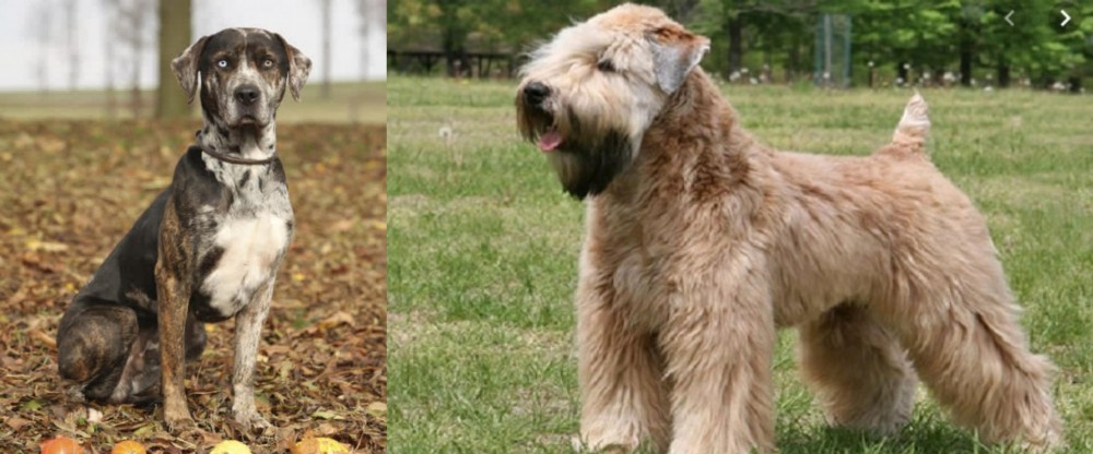 Wheaten Terrier vs Catahoula Leopard - Breed Comparison