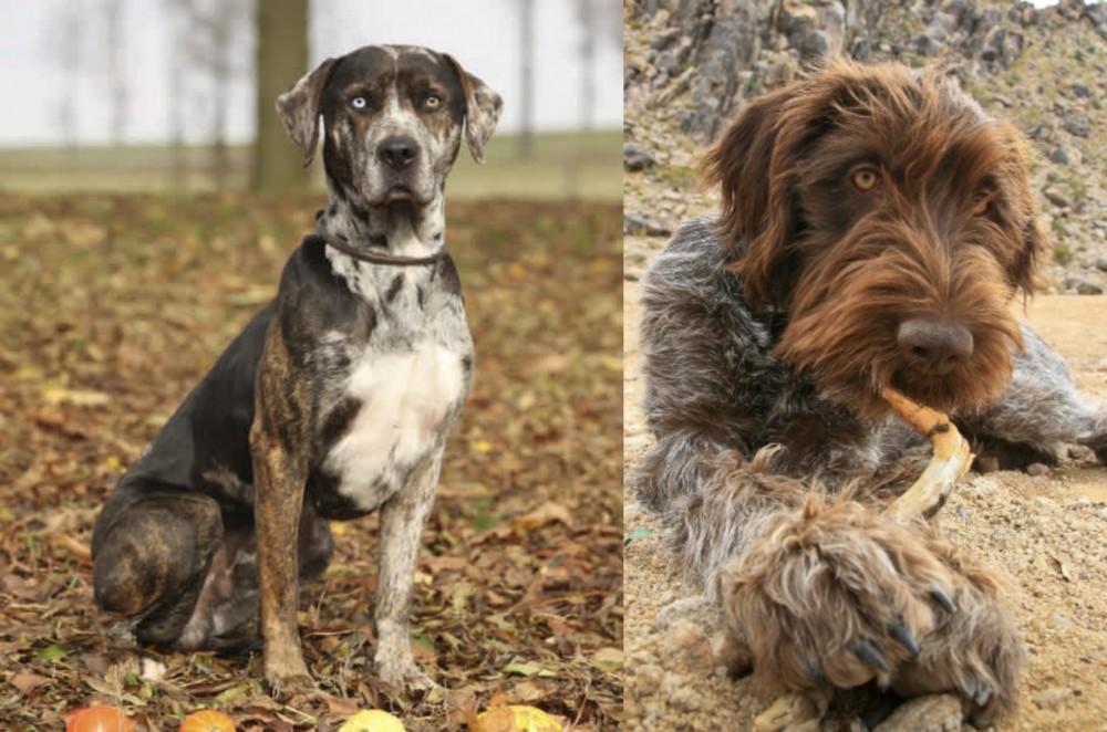 Wirehaired Pointing Griffon vs Catahoula Leopard - Breed Comparison