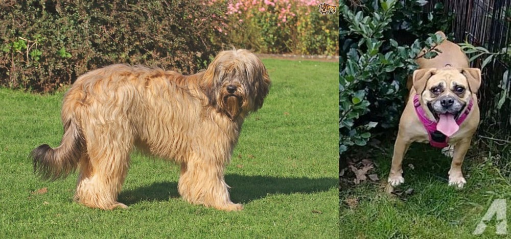 Beabull vs Catalan Sheepdog - Breed Comparison