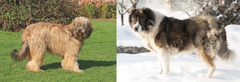 Caucasian Shepherd vs Catalan Sheepdog - Breed Comparison