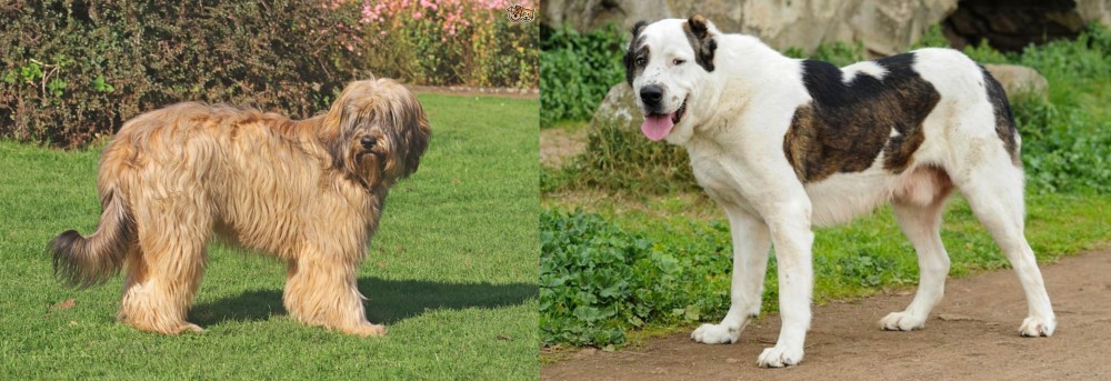 Central Asian Shepherd vs Catalan Sheepdog - Breed Comparison