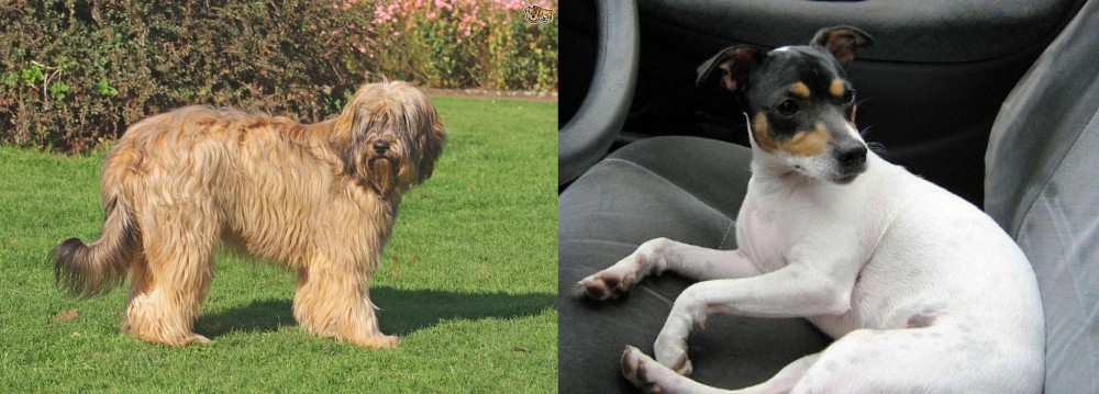 Chilean Fox Terrier vs Catalan Sheepdog - Breed Comparison