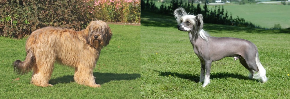 Chinese Crested Dog vs Catalan Sheepdog - Breed Comparison