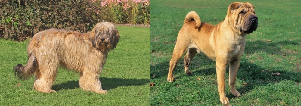 Chinese Shar Pei vs Catalan Sheepdog - Breed Comparison