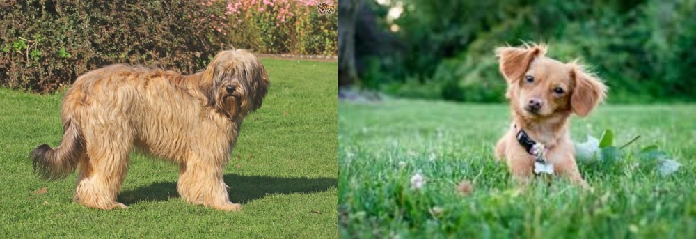 Chiweenie vs Catalan Sheepdog - Breed Comparison
