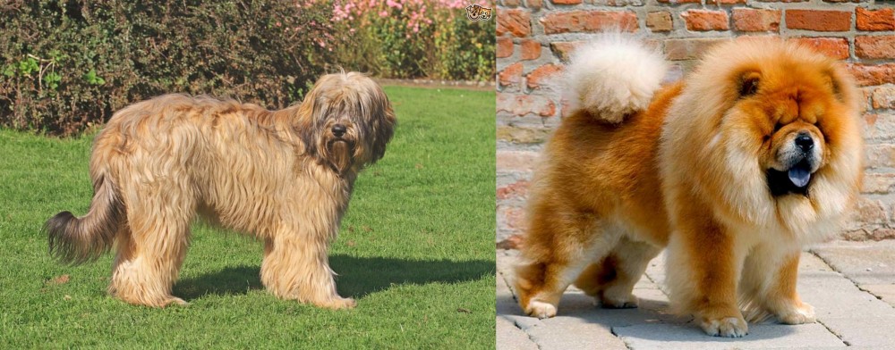 Chow Chow vs Catalan Sheepdog - Breed Comparison