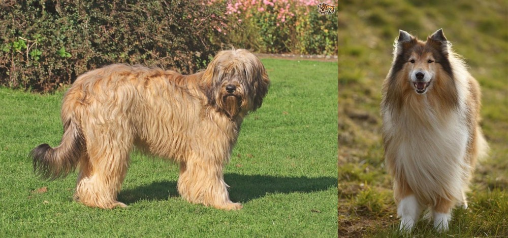 Collie vs Catalan Sheepdog - Breed Comparison