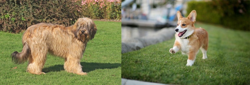 Corgi vs Catalan Sheepdog - Breed Comparison