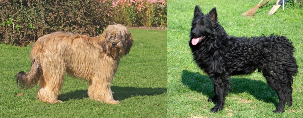 Croatian Sheepdog vs Catalan Sheepdog - Breed Comparison