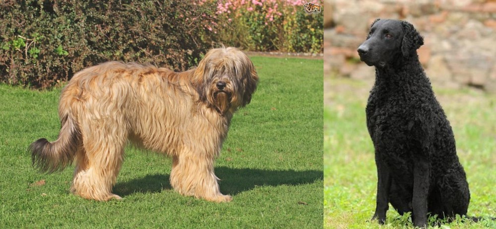 Curly Coated Retriever vs Catalan Sheepdog - Breed Comparison