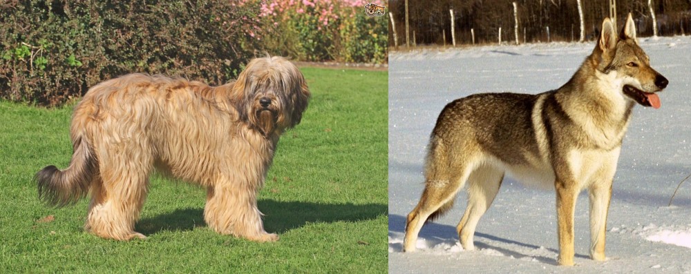 Czechoslovakian Wolfdog vs Catalan Sheepdog - Breed Comparison