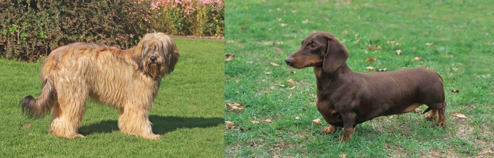 Dachshund vs Catalan Sheepdog - Breed Comparison