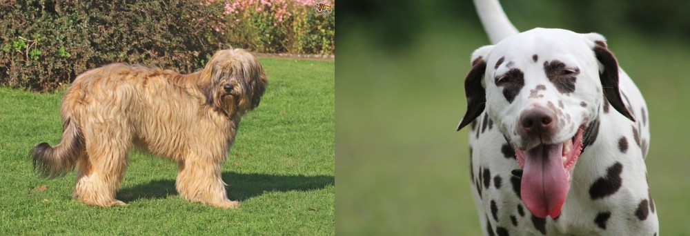 Dalmatian vs Catalan Sheepdog - Breed Comparison
