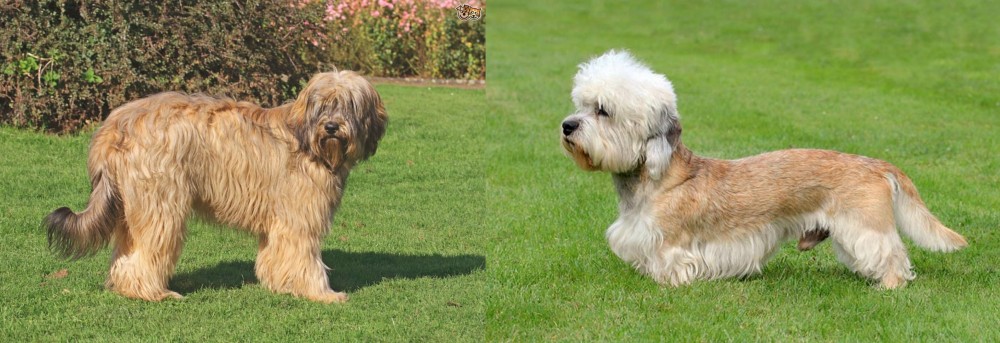 Dandie Dinmont Terrier vs Catalan Sheepdog - Breed Comparison