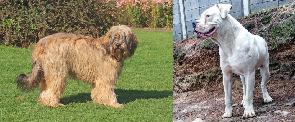 Dogo Guatemalteco vs Catalan Sheepdog - Breed Comparison