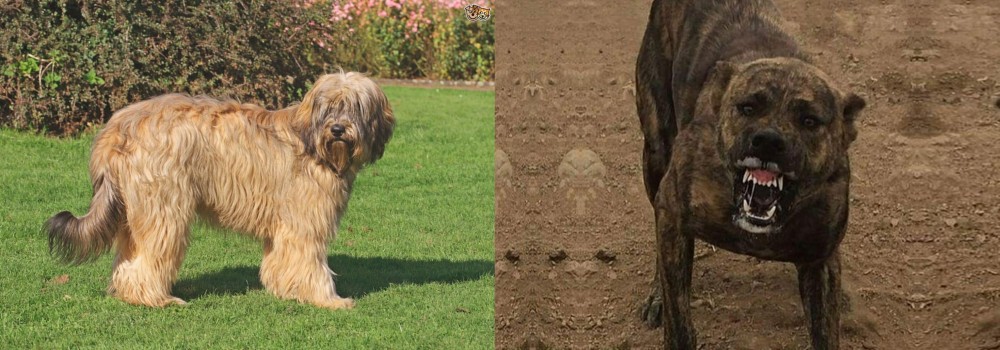 Dogo Sardesco vs Catalan Sheepdog - Breed Comparison
