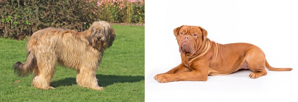 Dogue De Bordeaux vs Catalan Sheepdog - Breed Comparison