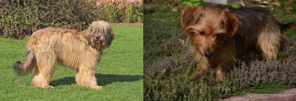 Dorkie vs Catalan Sheepdog - Breed Comparison